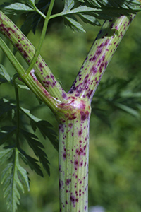 poison hemlock stem