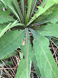 prickly lettuce edible