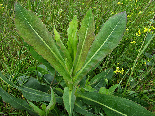 prickly lettuce health benefits