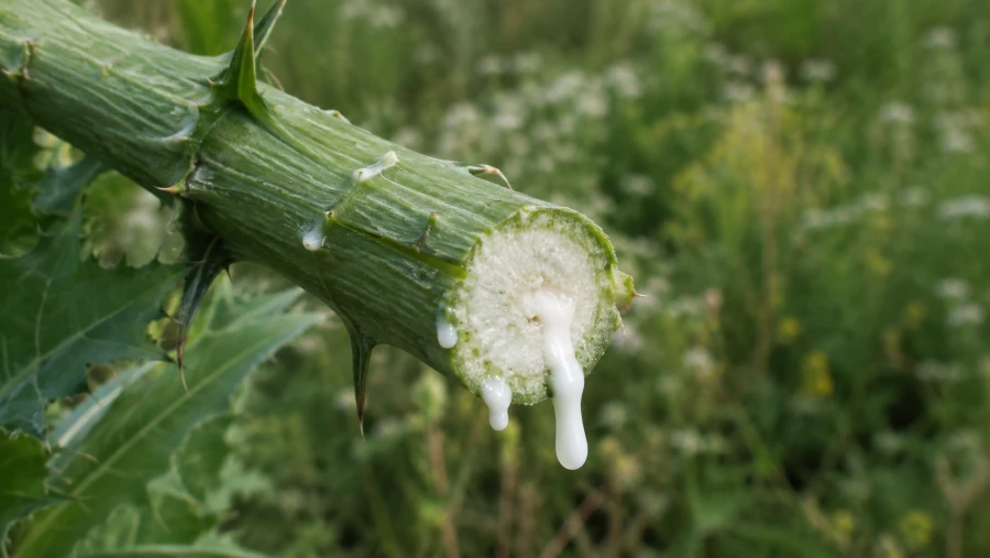 White milky latex oozing from a freshly cut prickly lettuce stem.