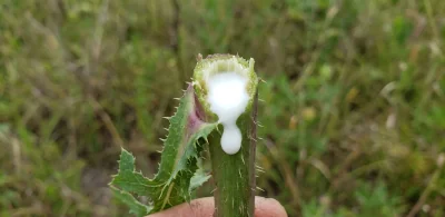 White milky latex (lactucarium) oozing from a freshly cut prickly lettuce stem.