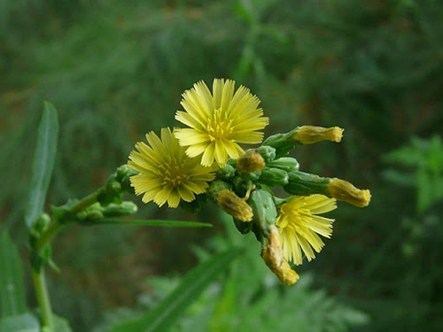 prickly lettuce seeds