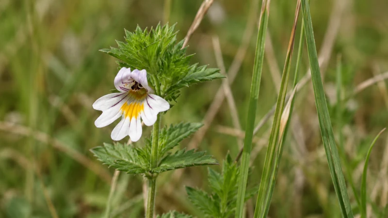 Close-up of a red eyebright flower with purple veins and a yellow lower-lip marking