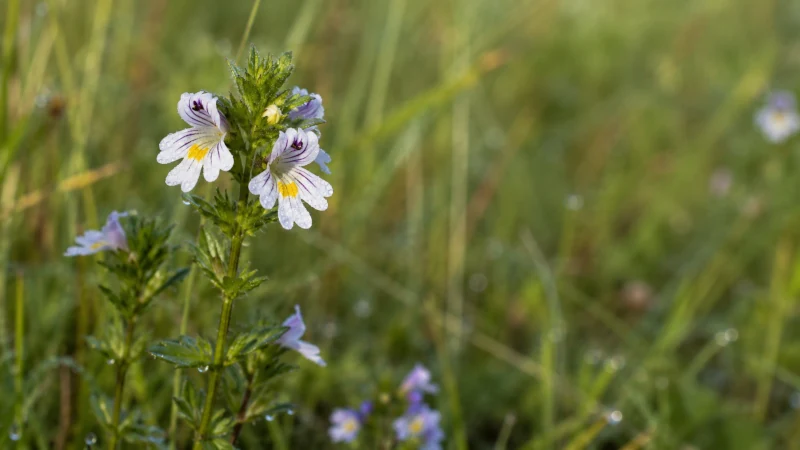 Red eyebright flowers growing naturally in a green meadow