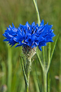 skin benefits of cornflower