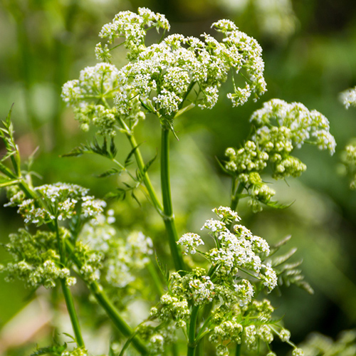 Spotted cowbane plant