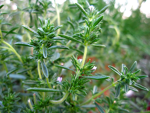 summer savory uses