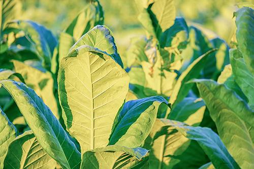 tobacco leaves