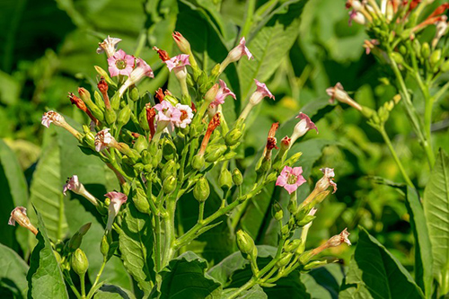 tobacco plant flowers