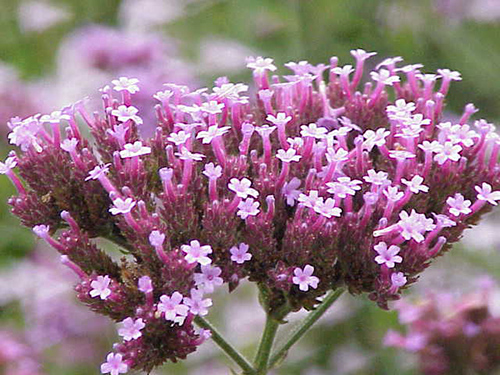 vervain plant benefits