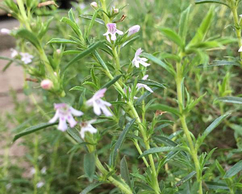 winter savory medicinal uses