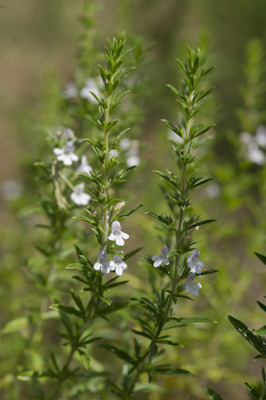 winter savory vs summer savory