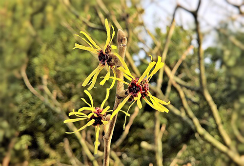 witch hazel plant benefits