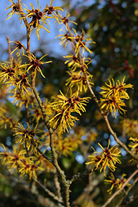 witch hazel toner benefits