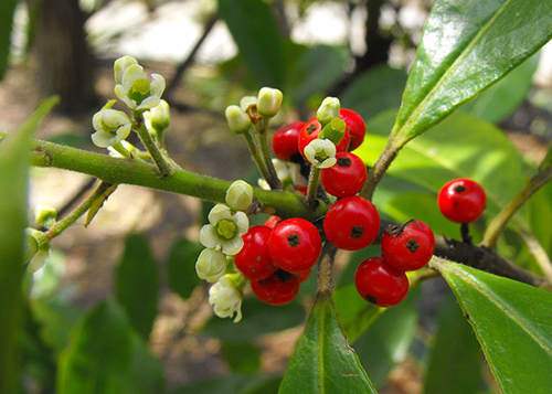 yerba mate plant benefits