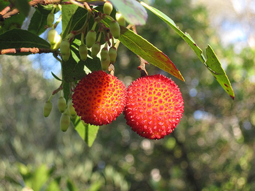 Arbutus Plant benefits