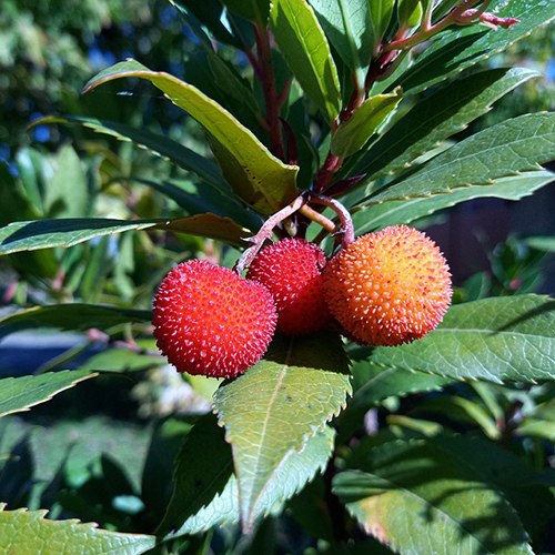 Arbutus flower benefits