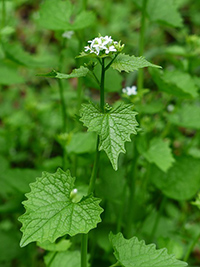 Hedge Garlic benefits