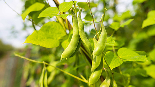 Kidney Bean plant benefits