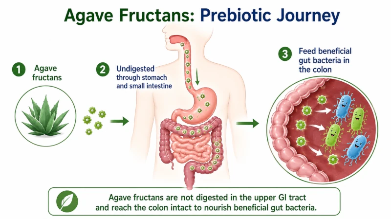 Diagram of agave fructans passing undigested to the colon where they feed beneficial gut bacteria.