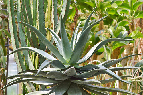 agave plant nectar benefits