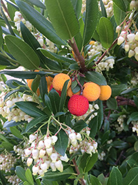 arbutus berries uses