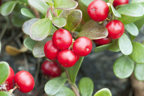 bearberry plant medicinal uses