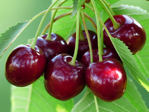 benefits of cherries