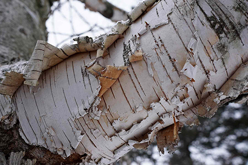 white birch bark tea benefits