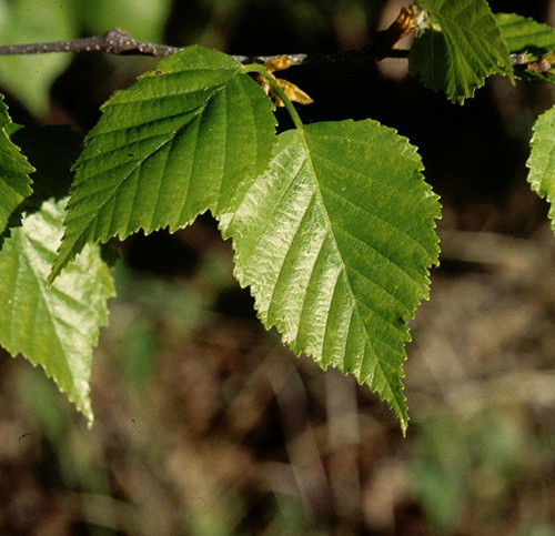 birch leaf benefits