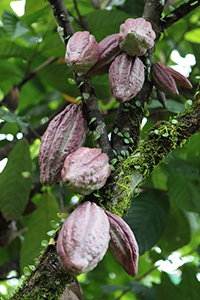 cacao benefits for skin