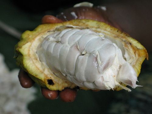 cacao plant health benefits