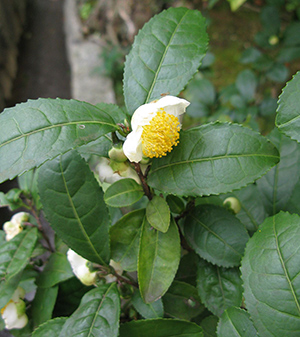 camellia sinensis caffeine
