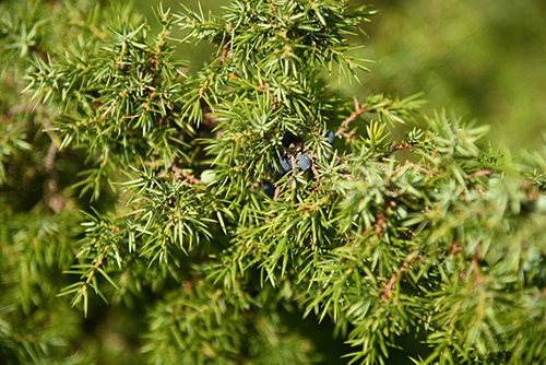 can you eat juniper needles