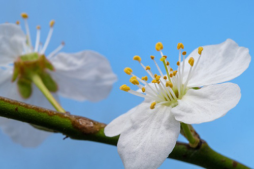 cherry benefits for blood