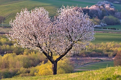 cherry tree medicinal uses