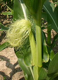 corn silk medicinal uses