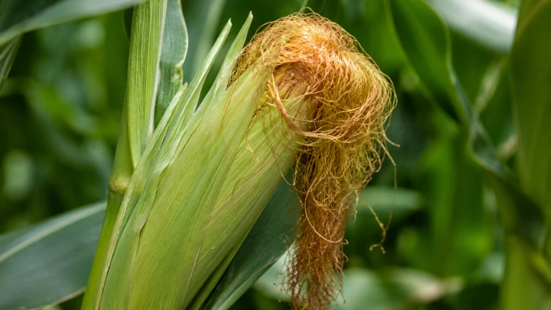 Corn silk threads emerging from an ear of corn under the husk.