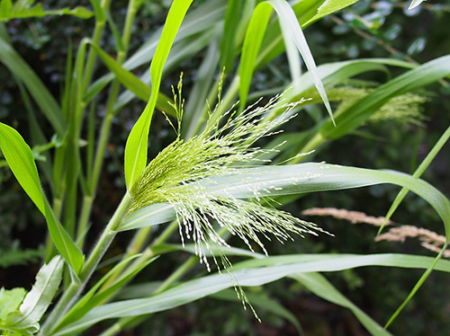 couch grass health benefits