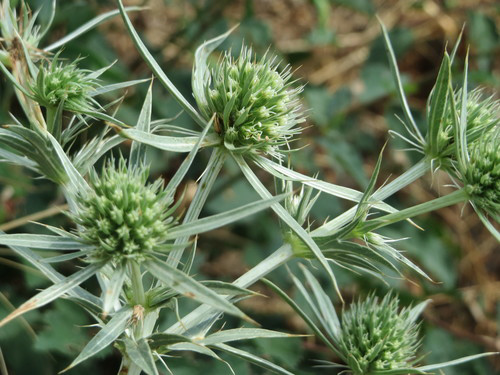 eryngium campestre benefits