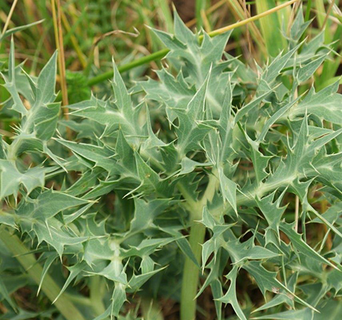 eryngium medicinal uses