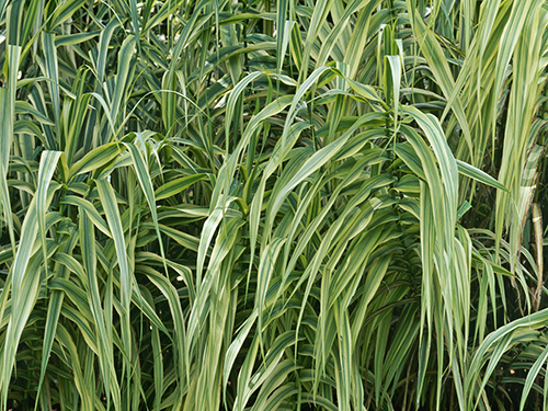giant reed grass