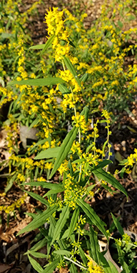 goldenrod herb benefits
