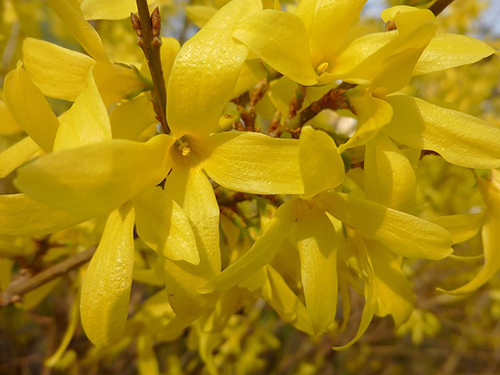 goldenrod leaves uses