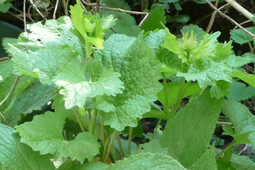 hedge garlic medicinal uses
