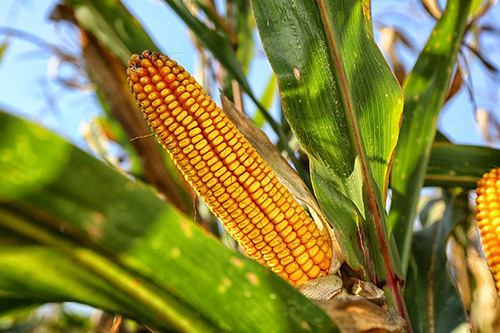 indian corn health benefits