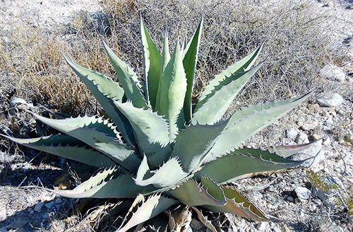 is agave anti inflammatory