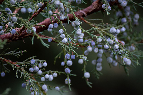 juniper plant benefits