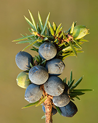 juniper berry benefits