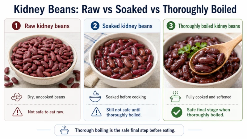Raw kidney beans compared with soaked and thoroughly boiled kidney beans